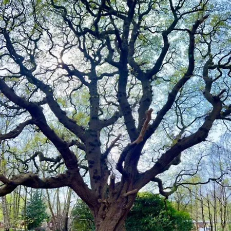 Hollicarrs - Oak Tree אכסניה