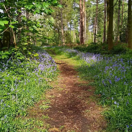 Hollicarrs - Oak Tree